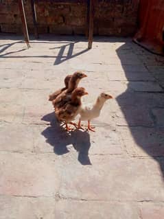 Lassani chicks available hain 22 days age