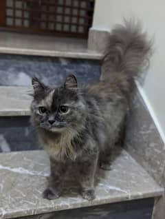 Gray Persian female