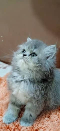 Persion kitten / persion cat / cute face kitten/ cute kitten available