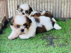 shitzu / shi tzu puppies /shitzu dog's / shitzu puppy