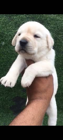 Labrador female puppy available for sale