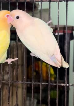 creamino*albino black eye split love bird breeder pair