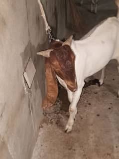 Bakra