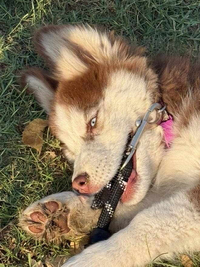 Female Husky Puppy For Sale. 3 months old 0