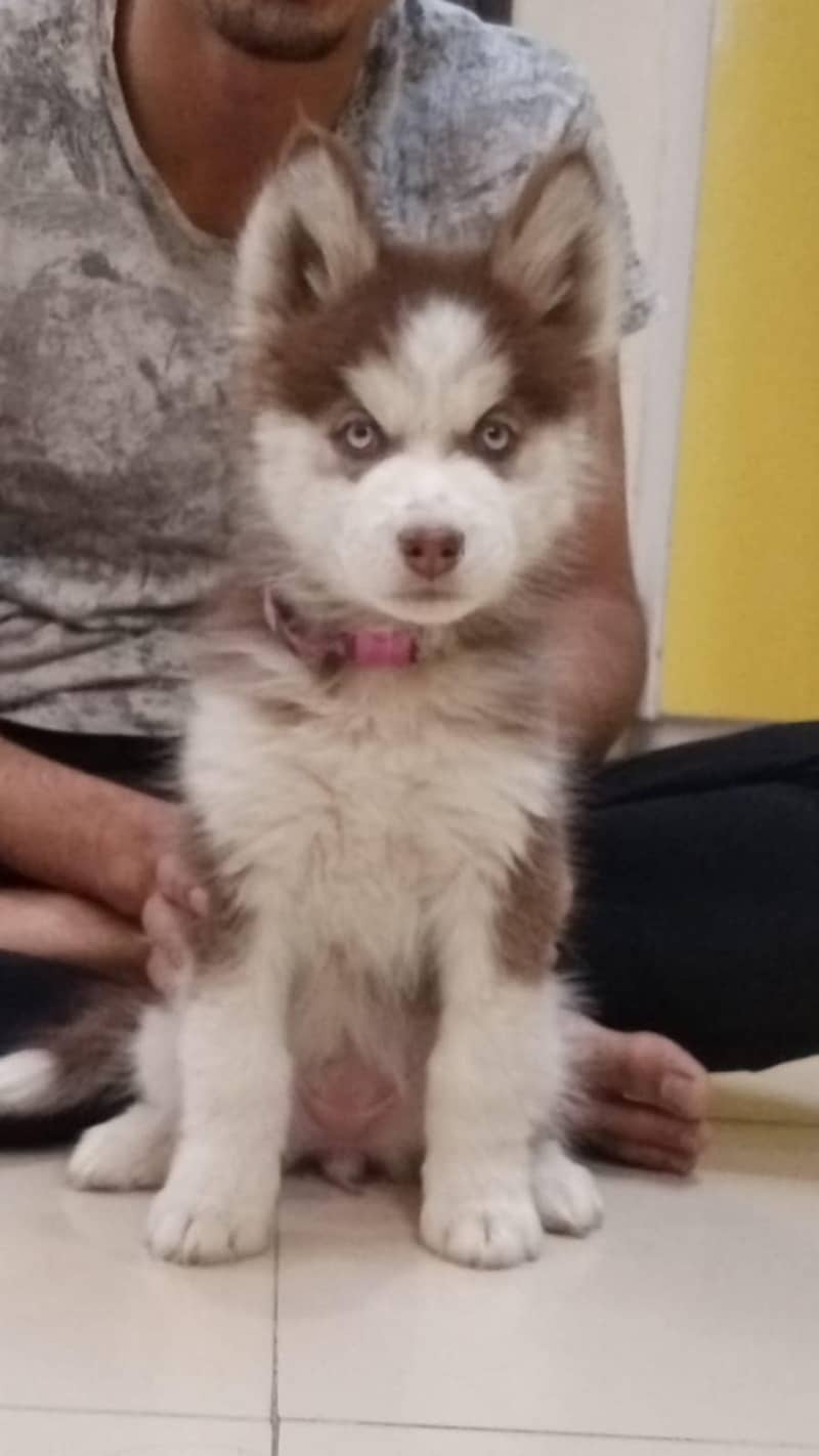 Female Husky Puppy For Sale. 3 months old 2