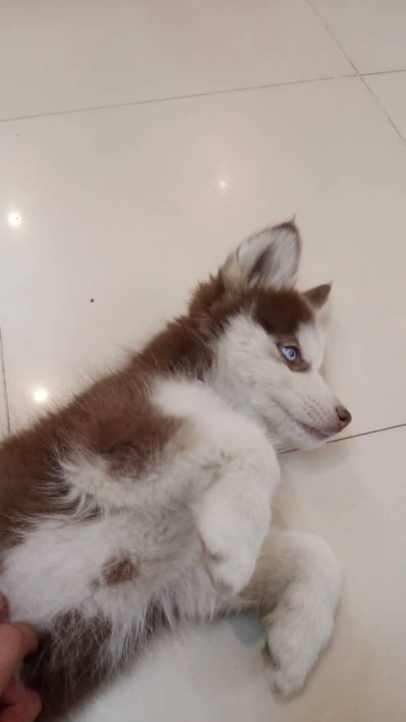 Female Husky Puppy For Sale. 3 months old 3