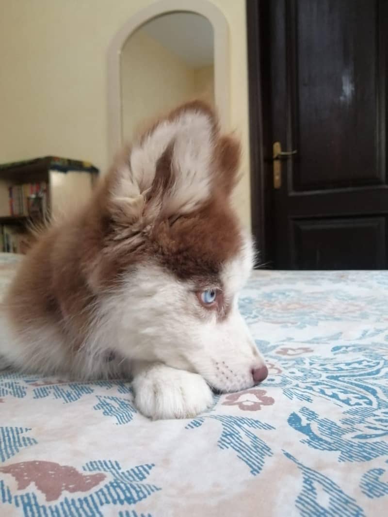 Female Husky Puppy For Sale. 3 months old 4