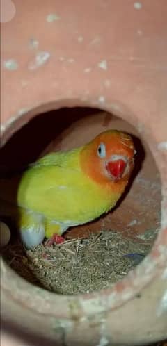 Breeder pair Albino black Eyes Latino personata