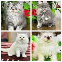 Persian Kittens | Punch Face | Triple Coated | Kittens | 03124188513