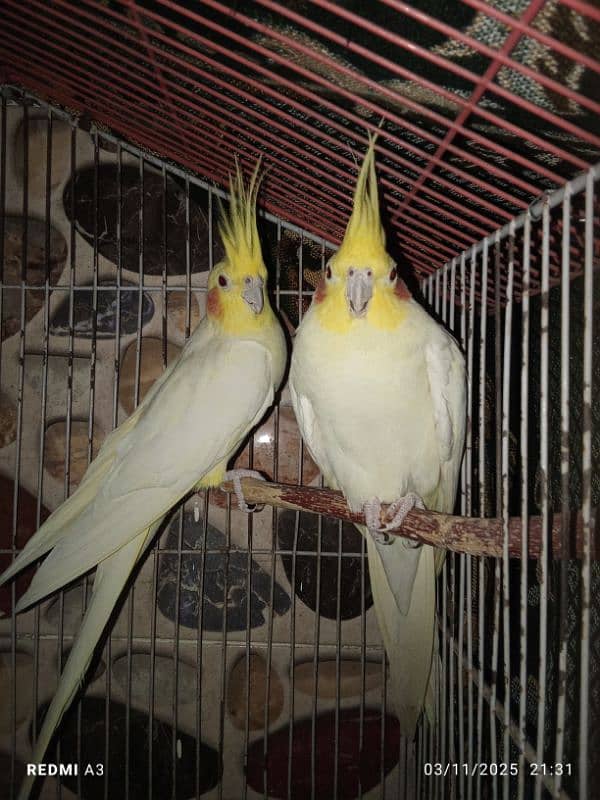 cocktail breeder pair 2 year age 1