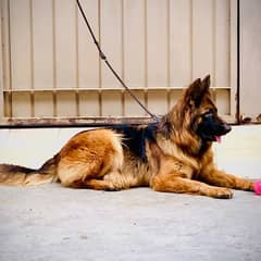 German shepherd