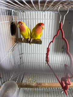 lovebird