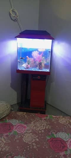 urgent sale aquarium all accessories & all fishes