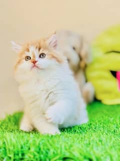 Persian kitten