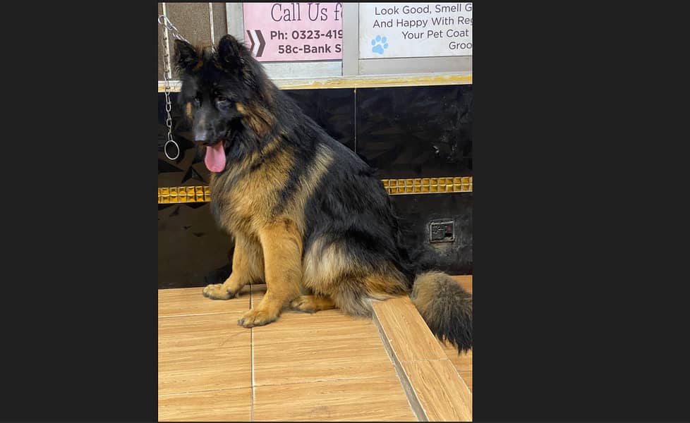 Male German Shepherd for Sale 0