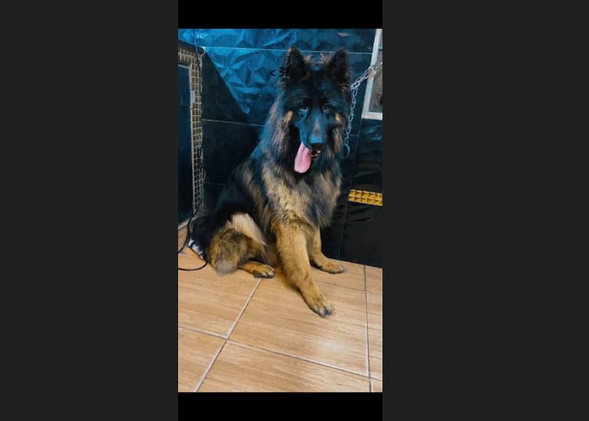 Male German Shepherd for Sale 1