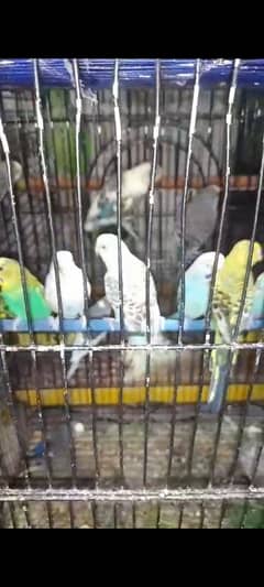 budgie breeder pairs