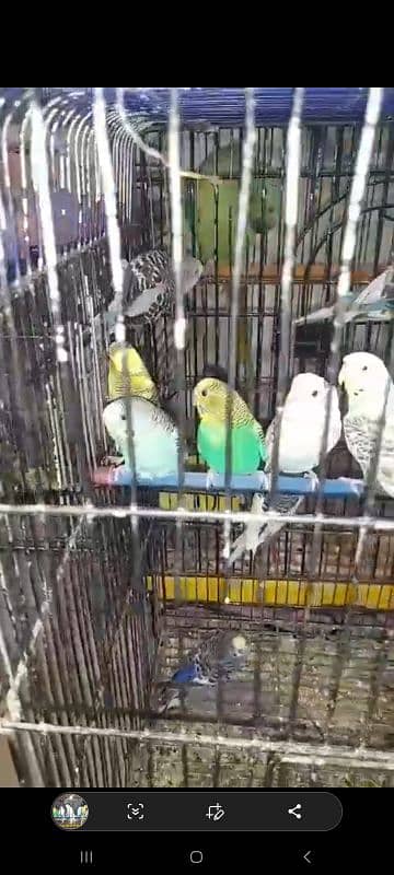 budgie breeder pairs 1