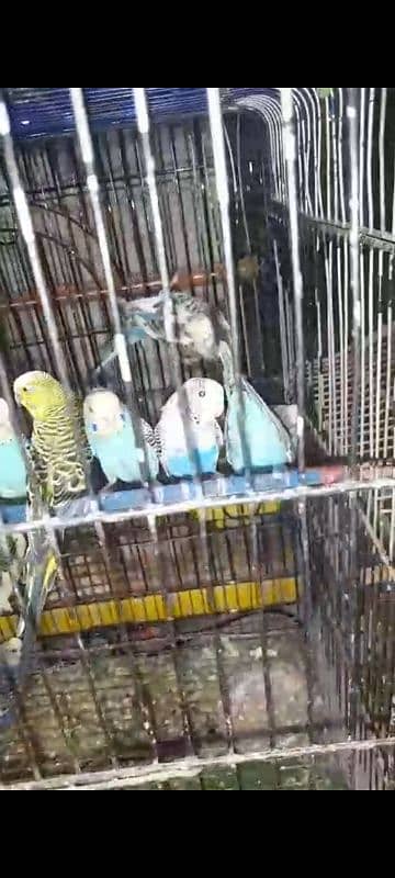 budgie breeder pairs 2