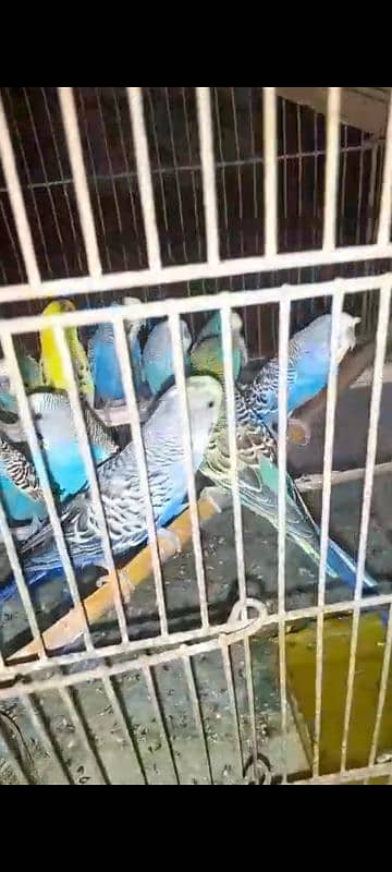 budgie breeder pairs 3