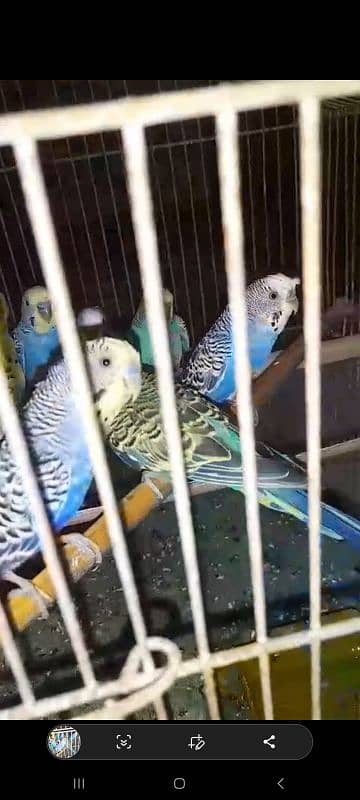 budgie breeder pairs 4