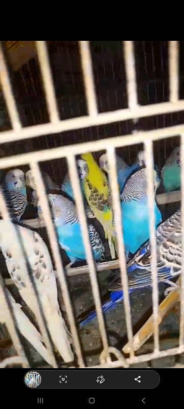 budgie breeder pairs 5