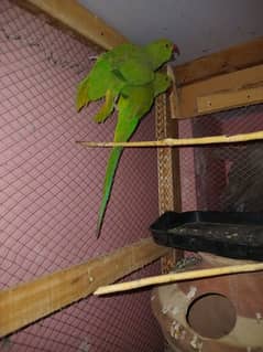 pair green parrot