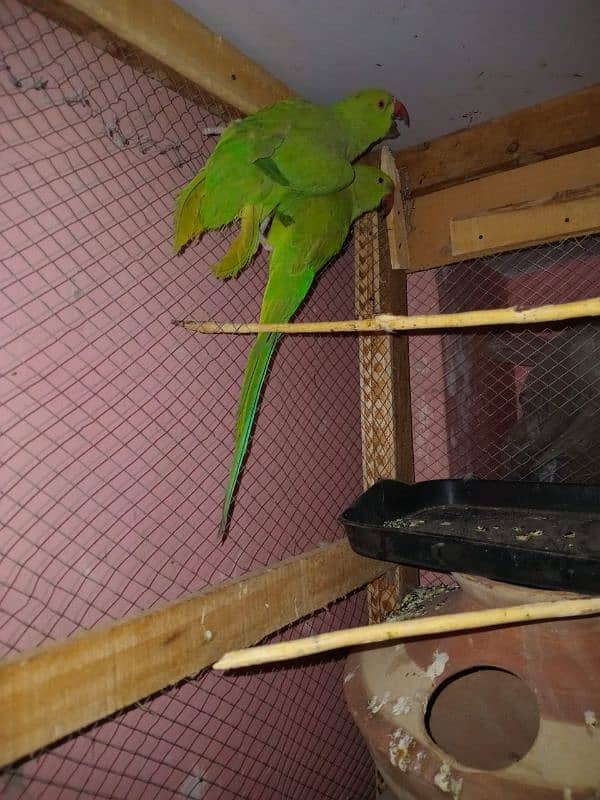 pair green parrot 0