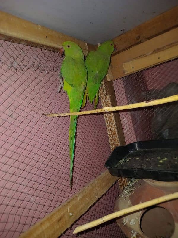 pair green parrot 1