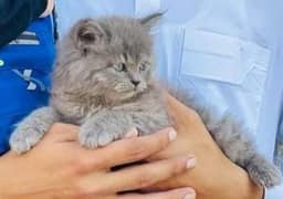 Persian Grey Male Cat For Sale