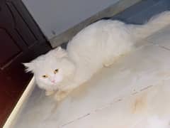 Cat Persian long hair breed