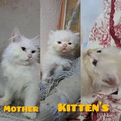 beautiful cat family with 2 male kitten and Female breeder