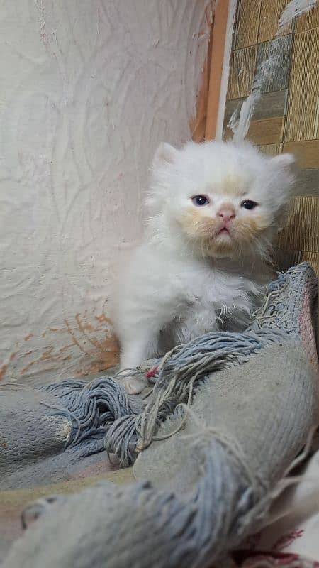 beautiful cat family with 2 male kitten 3