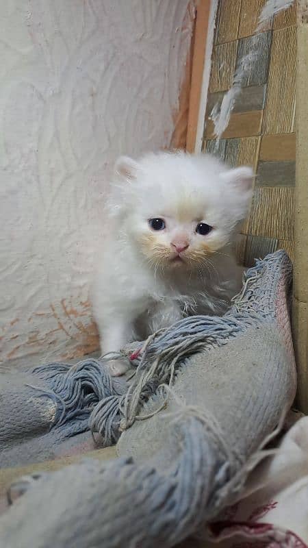 beautiful cat family with 2 male kitten 4