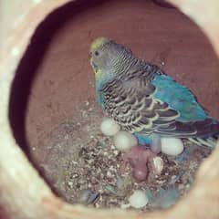 Budgie Pair With egg +Matki , Australian