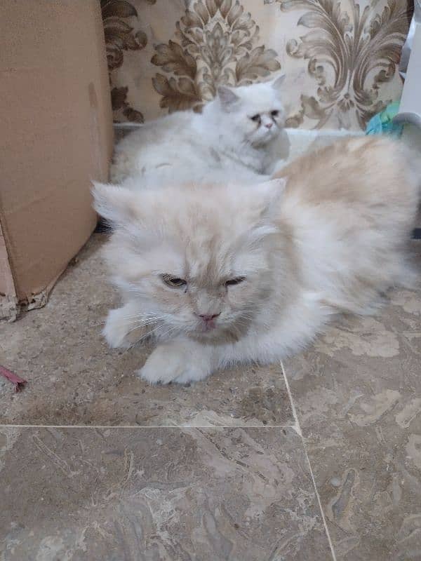 Male Persiat Cat Available For Mating Fix 2k No barganning 4