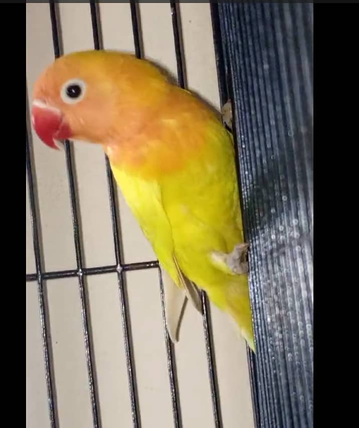 Budgies Breeder Pairs 4 3