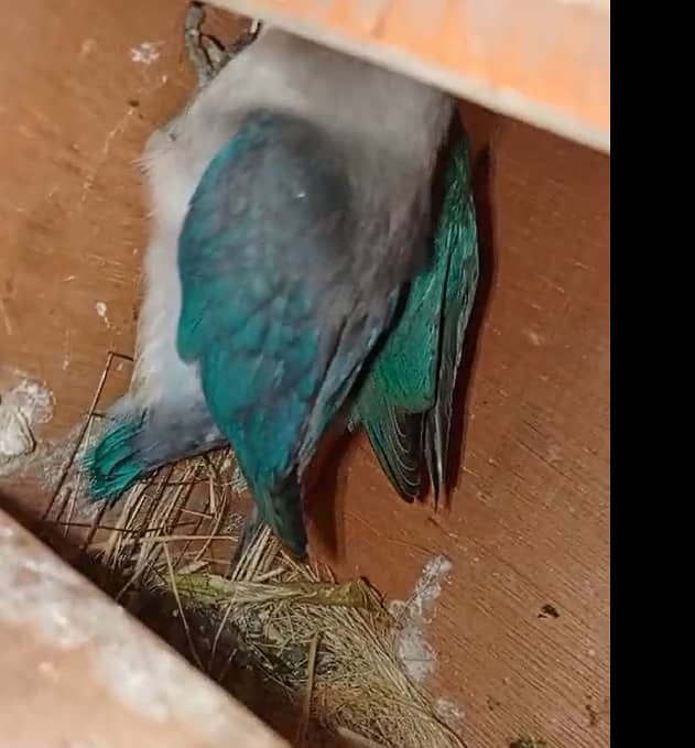 Budgies Breeder Pairs 4 4