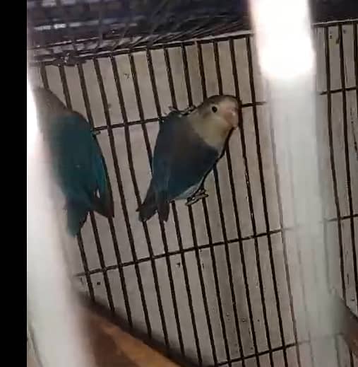 Budgies Breeder Pairs 4 5