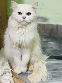 Persians Breeder Female | WhatsApp | 03124188513