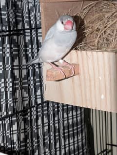 Java Finches