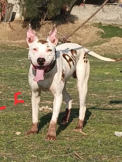 Pure kohati gultair male age 11 month patha home security guard dog