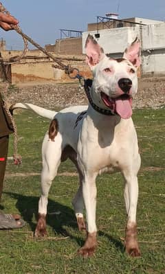 Pure kohati gultair male age 11 month patha home security guard dog f