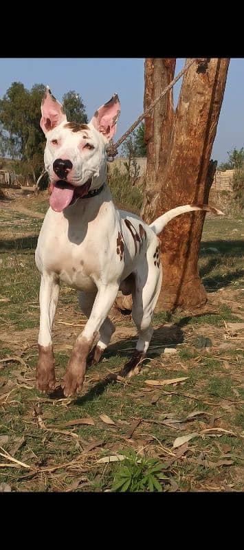 Pure kohati gultair male age 11 month patha home security guard dog 2