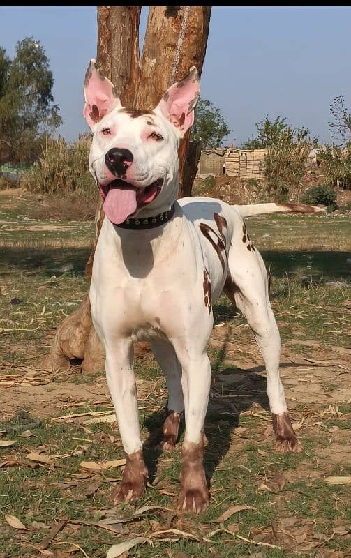 Pure kohati gultair male age 11 month patha home security guard dog 5