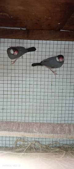 Java Finch Available for sale