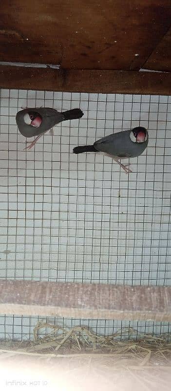 Java Finch Available for sale 0