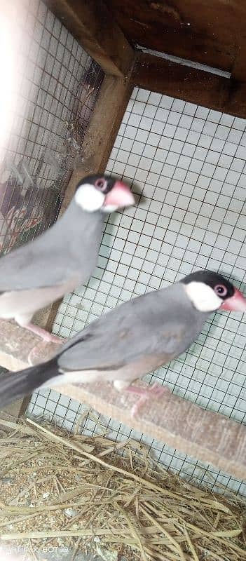 Java Finch Available for sale 2