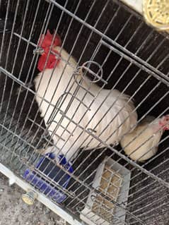 White Bentom  only Chicks Available  Age 1 month