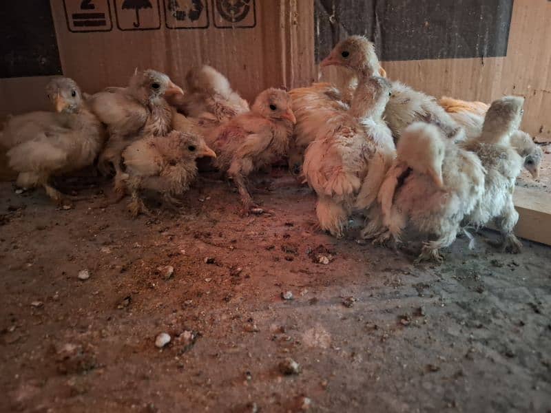 White Bentom  only Chicks Available  Age 1 month 1